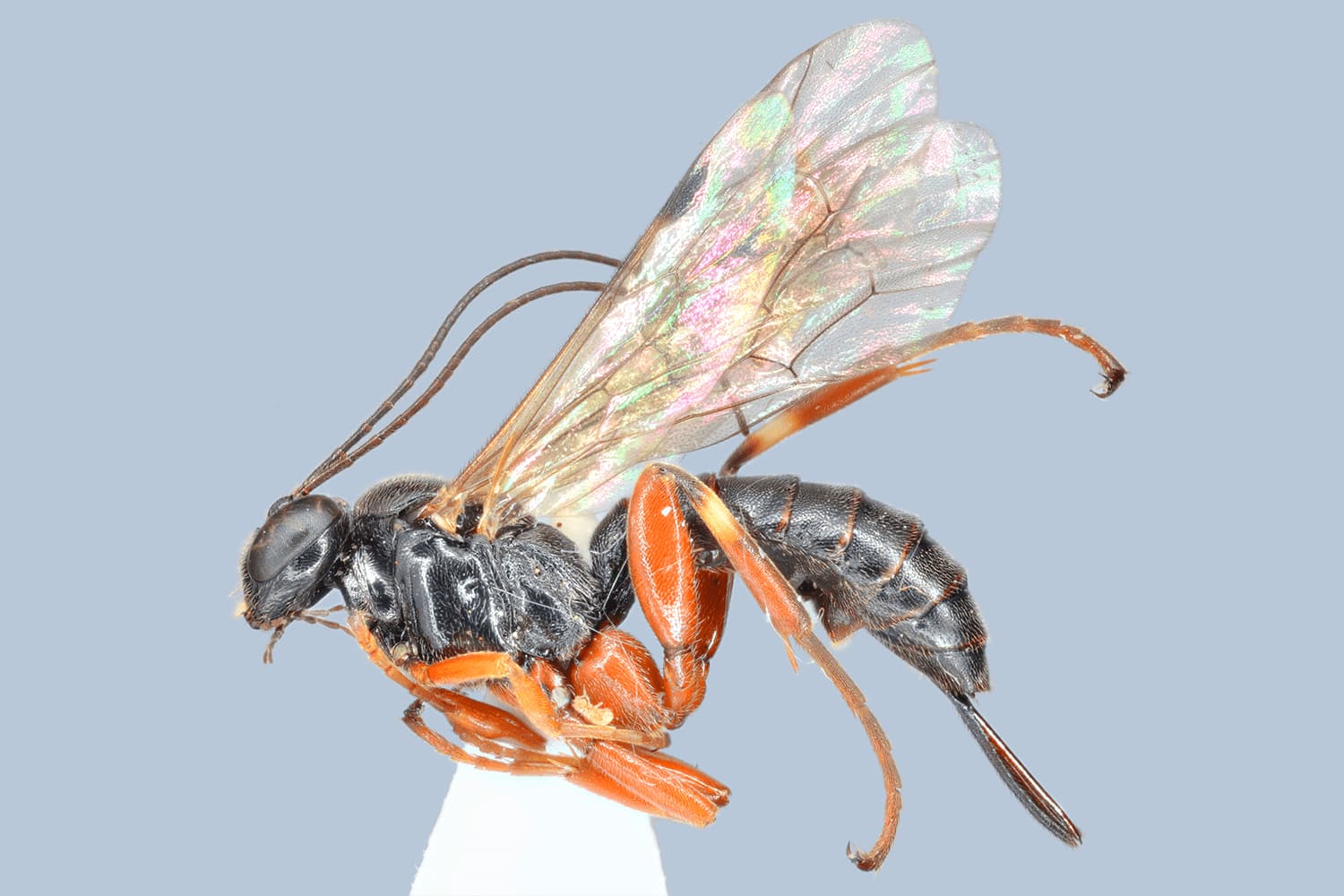 Default image